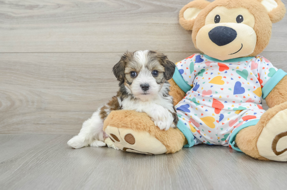 5 week old Cavachon Puppy For Sale - Florida Fur Babies