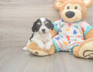 6 week old Cavachon Puppy For Sale - Florida Fur Babies