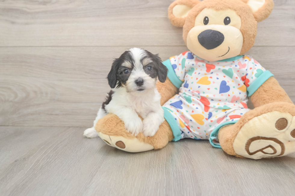 6 week old Cavachon Puppy For Sale - Florida Fur Babies