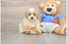 Small Cavachon Baby