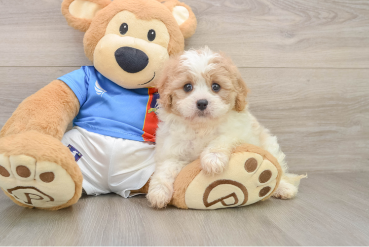 Energetic Cavalier Bichon Designer Puppy