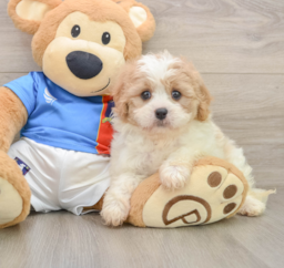 6 week old Cavachon Puppy For Sale - Florida Fur Babies