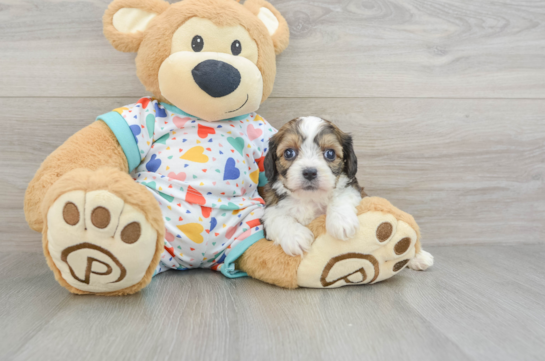 Adorable Cavalier Bichon Designer Puppy