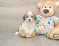 6 week old Cavachon Puppy For Sale - Florida Fur Babies