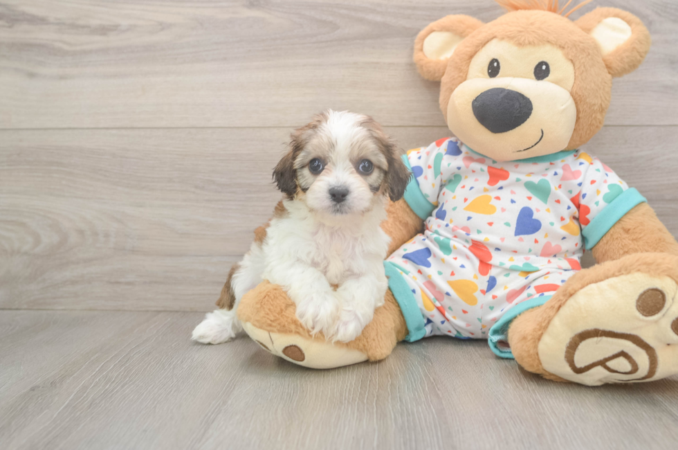 6 week old Cavachon Puppy For Sale - Florida Fur Babies