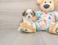 6 week old Cavachon Puppy For Sale - Florida Fur Babies