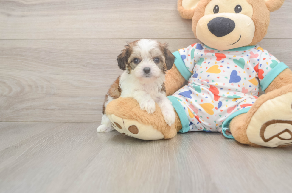 6 week old Cavachon Puppy For Sale - Florida Fur Babies