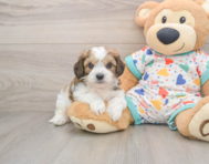 5 week old Cavachon Puppy For Sale - Florida Fur Babies