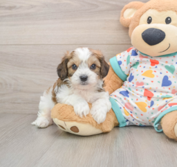 7 week old Cavachon Puppy For Sale - Florida Fur Babies