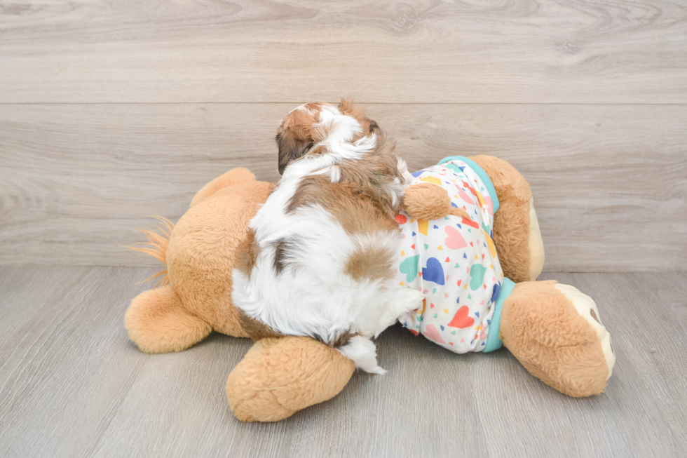 Cavachon Pup Being Cute