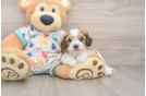 Fluffy Cavachon Designer Pup