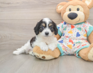6 week old Cavachon Puppy For Sale - Florida Fur Babies