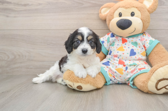 Funny Cavachon Designer Pup