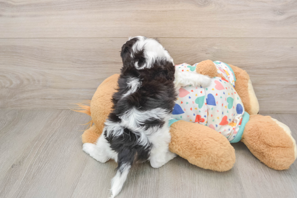 Fluffy Cavachon Designer Pup