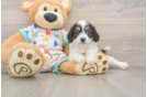 Cavachon Puppy for Adoption