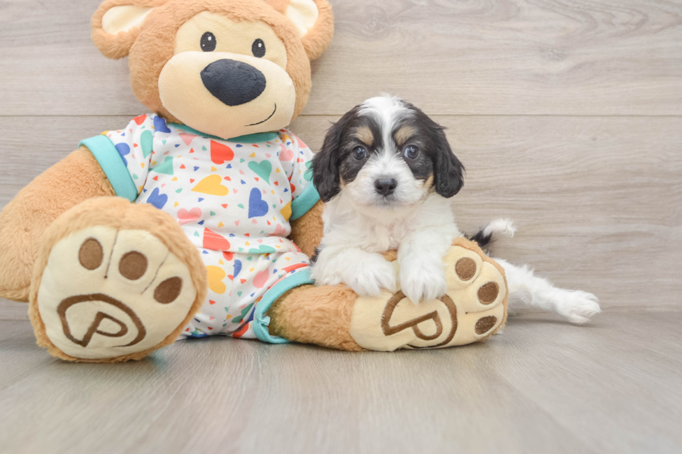 Cavachon Puppy for Adoption