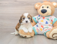 5 week old Cavachon Puppy For Sale - Florida Fur Babies