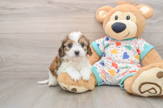 Playful Cavalier Bichon Designer Puppy