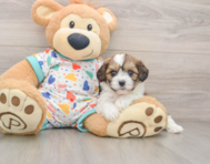 5 week old Cavachon Puppy For Sale - Florida Fur Babies