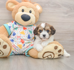 8 week old Cavachon Puppy For Sale - Florida Fur Babies