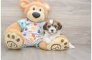 Cavachon Puppy for Adoption