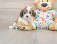 6 week old Cavachon Puppy For Sale - Florida Fur Babies