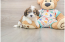 Playful Cavalier Bichon Designer Puppy