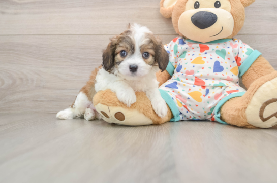 Playful Cavalier Bichon Designer Puppy