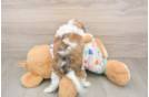 Cavachon Puppy for Adoption