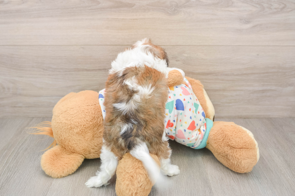 Cavachon Puppy for Adoption