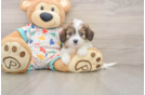 Cavachon Pup Being Cute