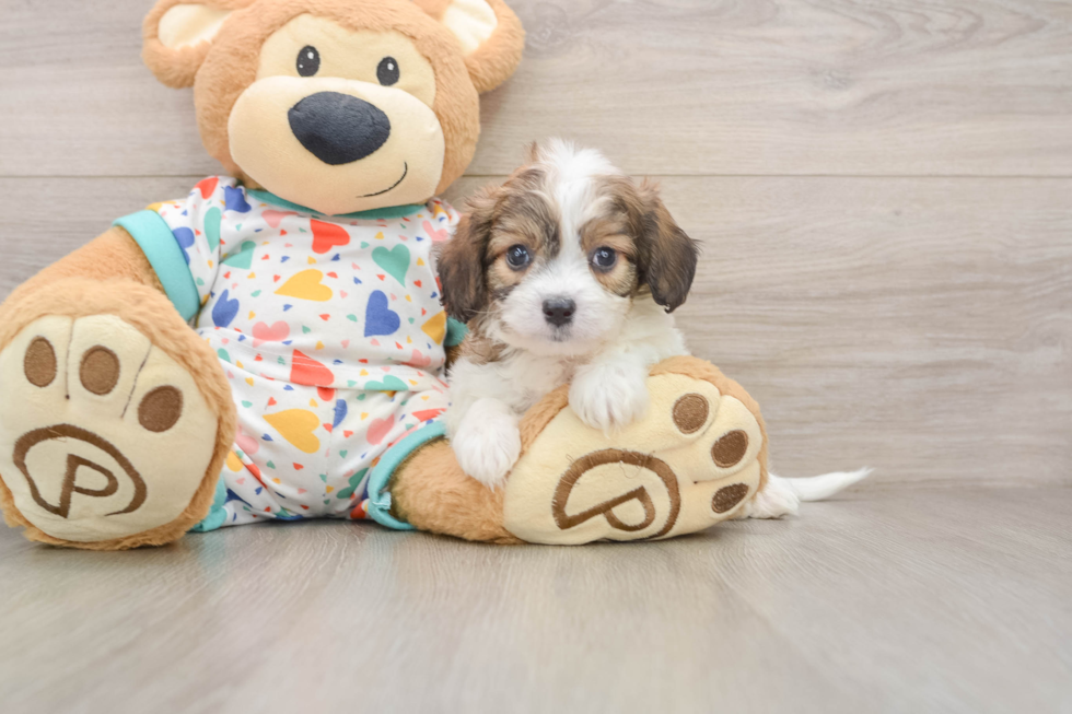 Cavachon Pup Being Cute
