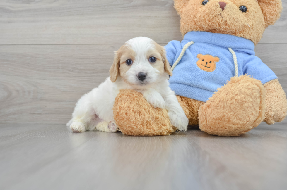 6 week old Cavachon Puppy For Sale - Florida Fur Babies