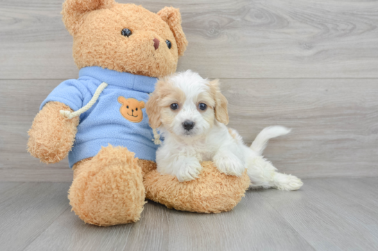 Cavachon Pup Being Cute