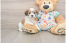 Playful Cavalier Bichon Designer Puppy