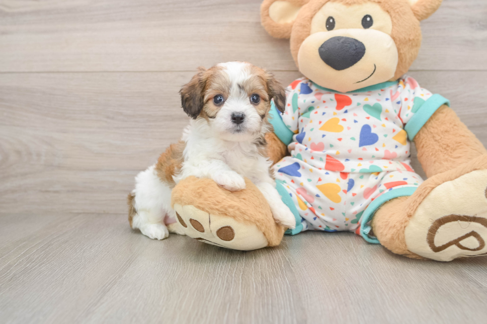 Playful Cavalier Bichon Designer Puppy