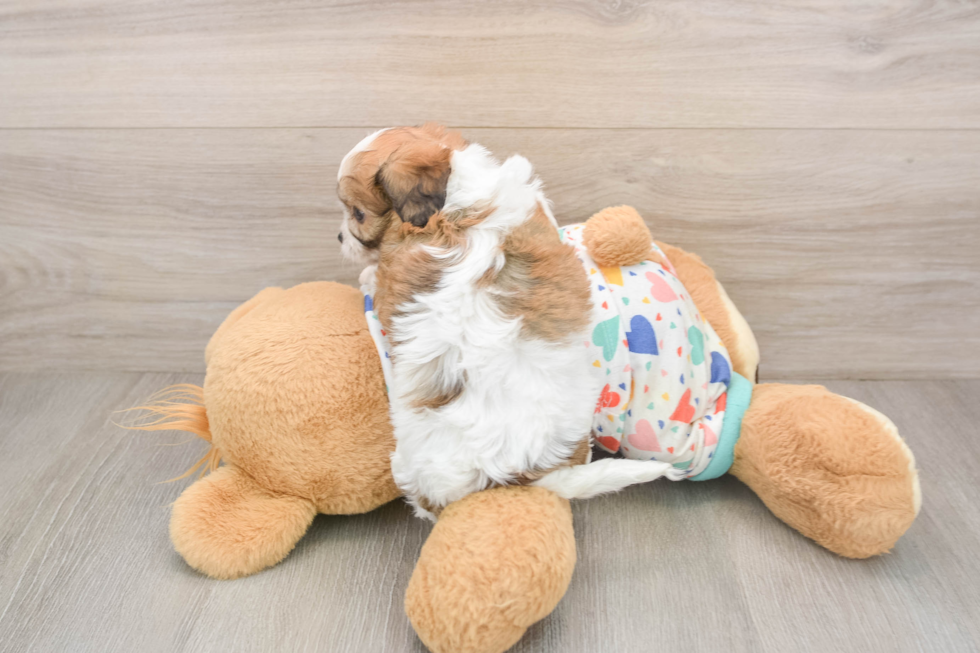 Small Cavachon Baby