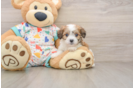 Cavachon Pup Being Cute