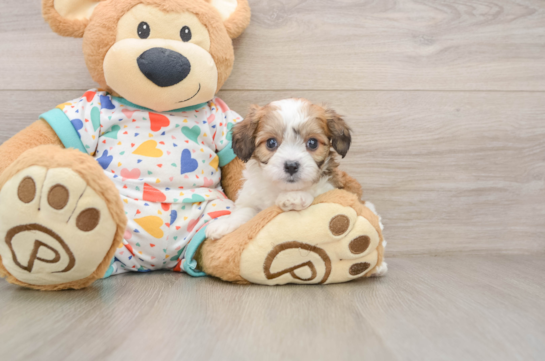Cavachon Pup Being Cute