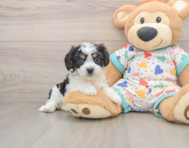 6 week old Cavachon Puppy For Sale - Florida Fur Babies