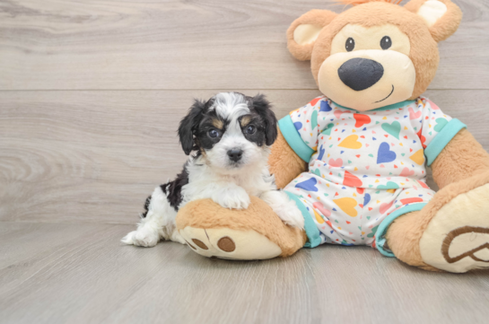 Happy Cavachon Baby
