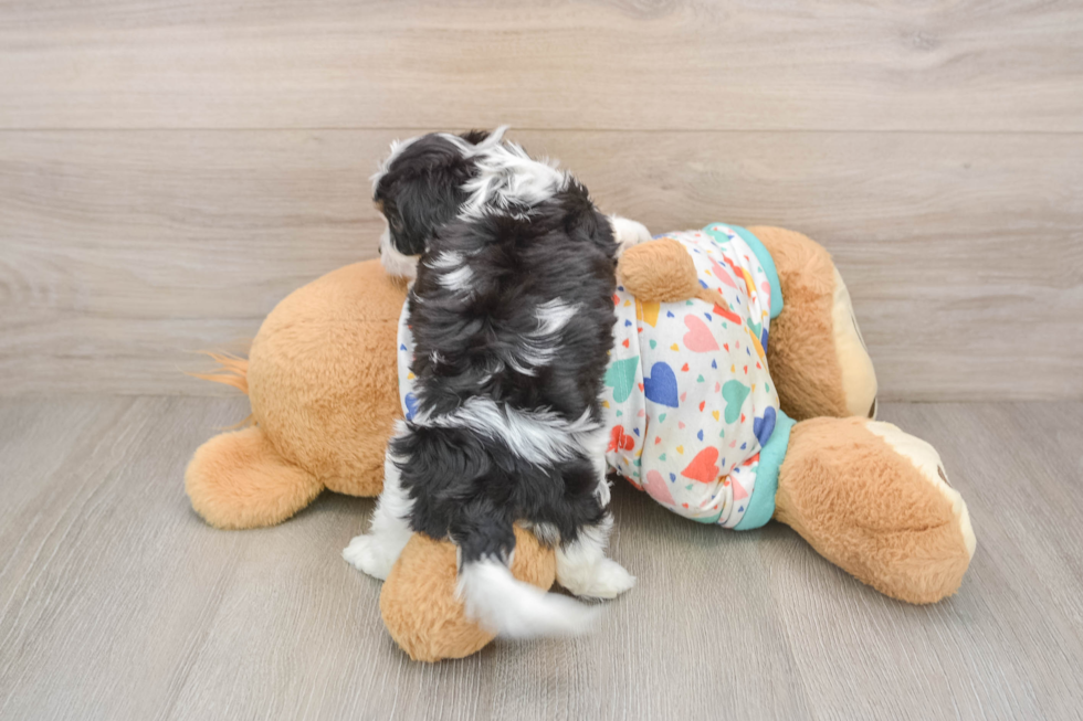 Happy Cavachon Baby