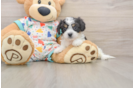 Best Cavachon Baby