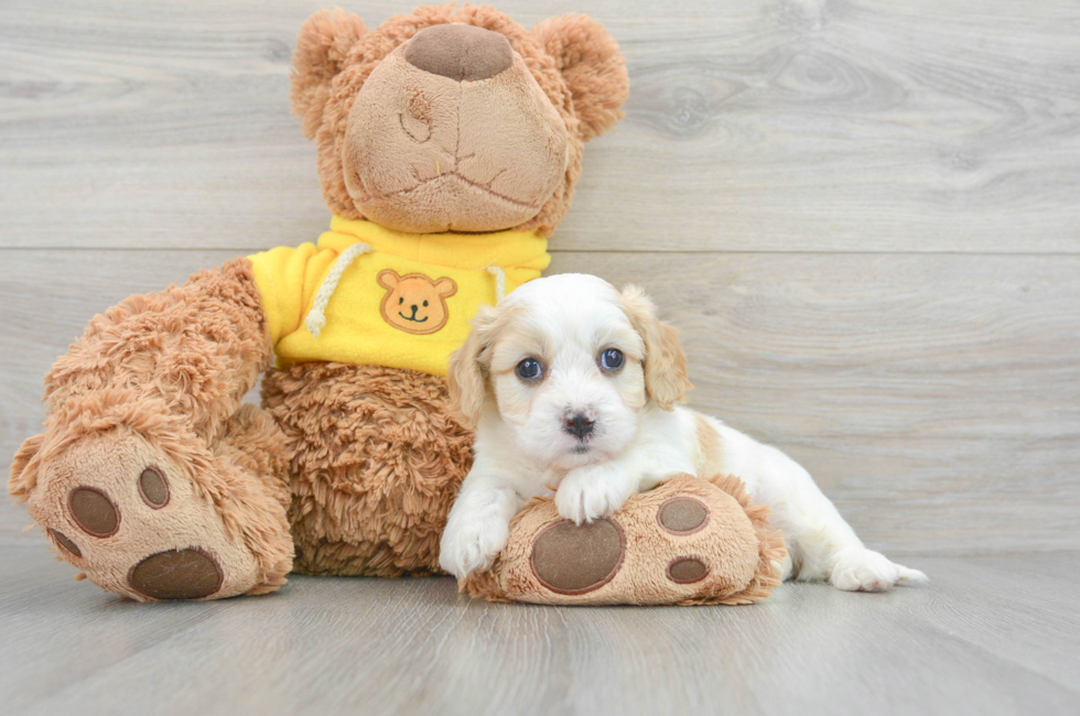 5 week old Cavachon Puppy For Sale - Florida Fur Babies