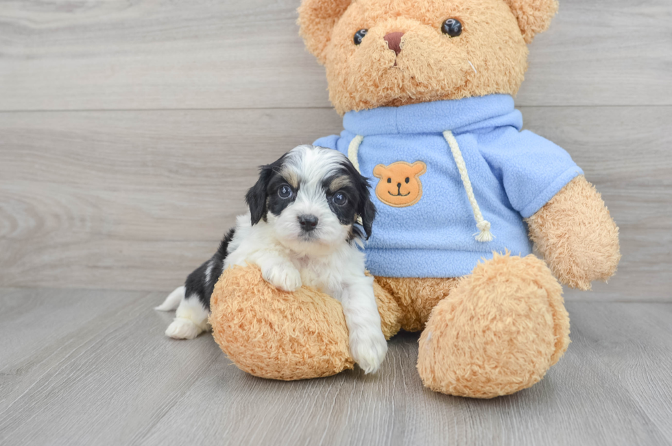 6 week old Cavachon Puppy For Sale - Florida Fur Babies