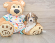 5 week old Cavachon Puppy For Sale - Florida Fur Babies