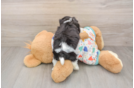 Adorable Cavalier Bichon Designer Puppy