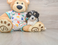 5 week old Cavachon Puppy For Sale - Florida Fur Babies