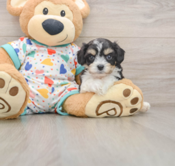 7 week old Cavachon Puppy For Sale - Florida Fur Babies