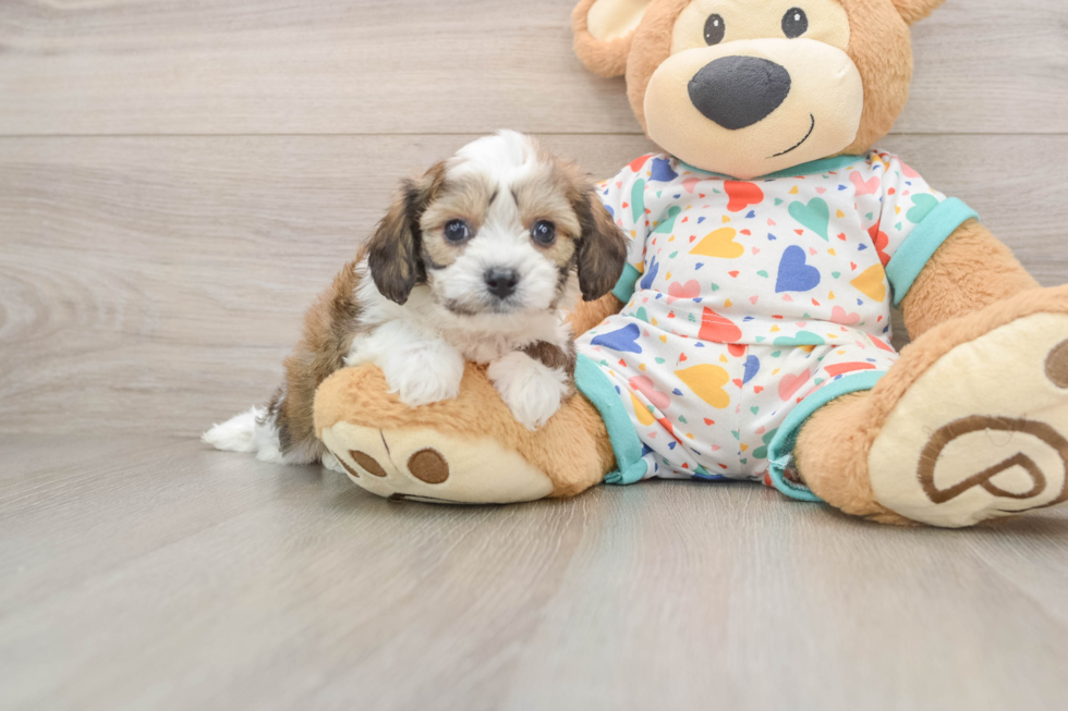 Funny Cavachon Designer Pup